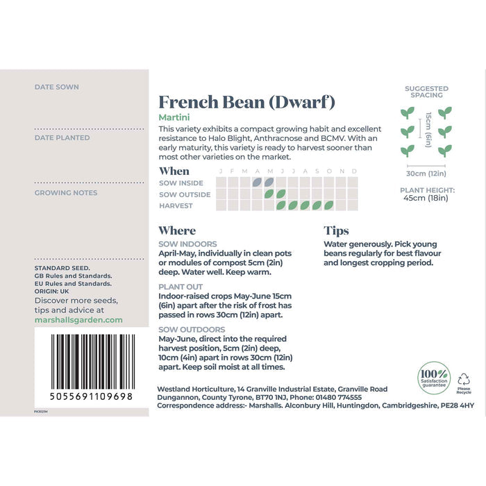 French Bean Dwarf Seeds 'Martini'