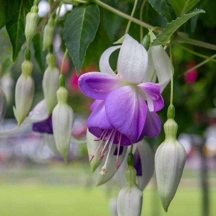 Fuchsia Hardy 'Delta Sarah'