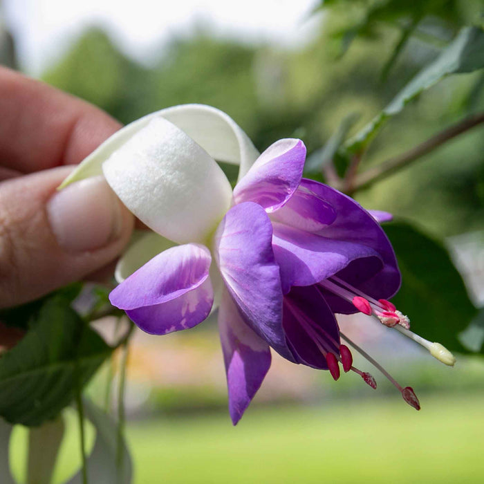 Fuchsia Hardy 'Delta Sarah'