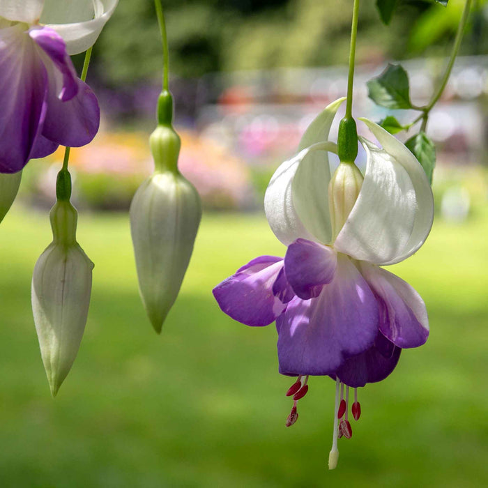 Fuchsia Hardy 'Delta Sarah'