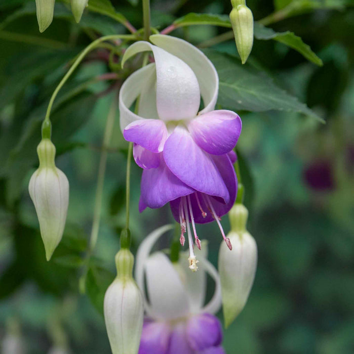 Fuchsia Hardy 'Delta Sarah'