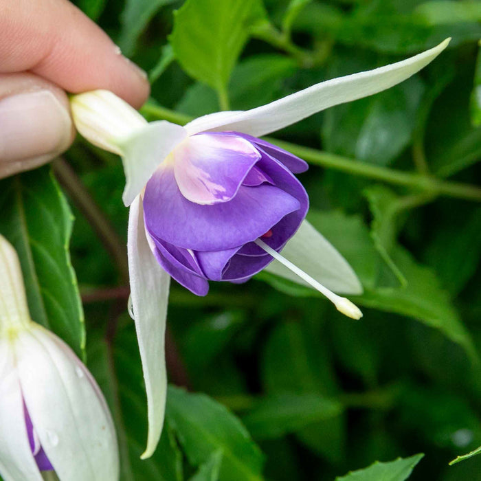 Fuchsia Hardy 'Delta Sarah'