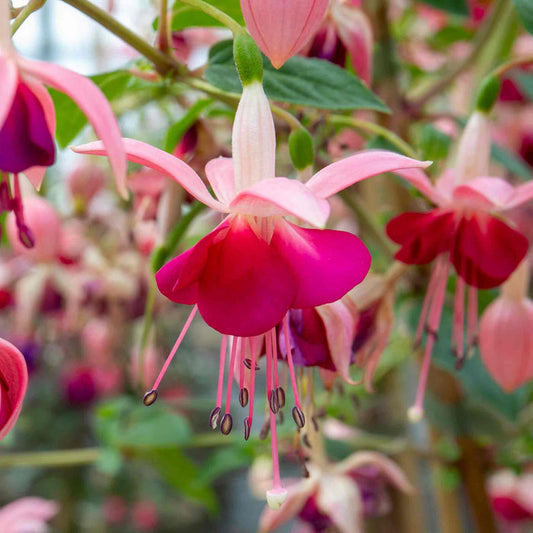 Close-up of pink and red fuchsia flowers with green leaves.
