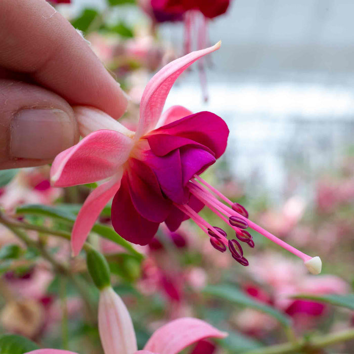 Close-up of a pink and purple fuchsia flower held by a hand with a blurred garden background.