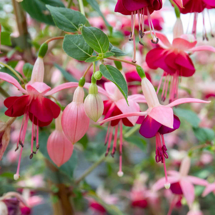 Close-up of cluster of pink, purple and red semi-double fuchsia flowers with green leaves.
