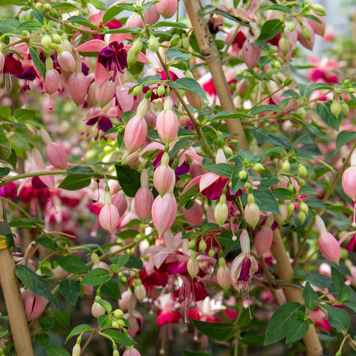 Masses of pink and purple fuchsia flowers in bloom and lots of buds growing among green foliage.