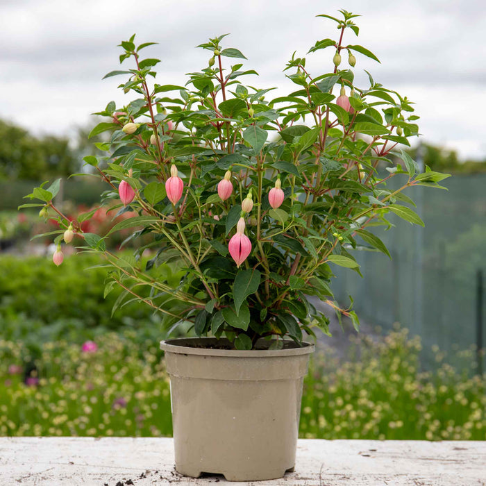 3 Litre Potted plant Fuchsia 'Paula Jane" with pink flowers sat on a white table in plant nursery.