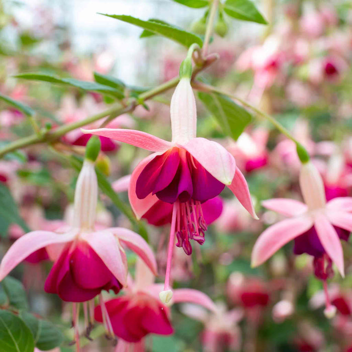Close-up of light and dark pink purple fuchsia flower.