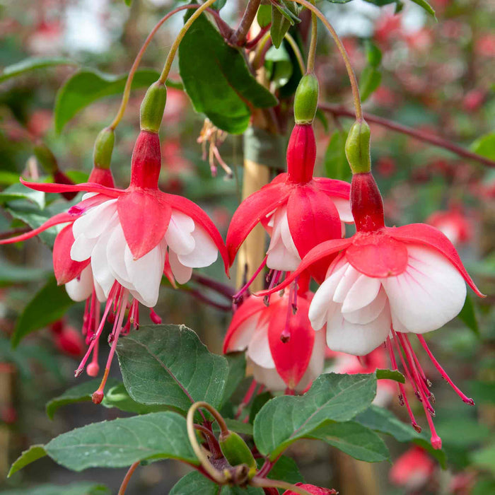 Fuchsia 'Snowcap'