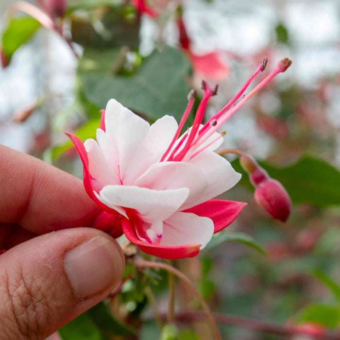 Fuchsia 'Snowcap'