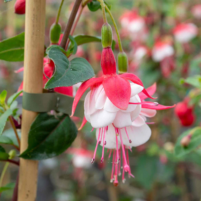 Fuchsia 'Snowcap'