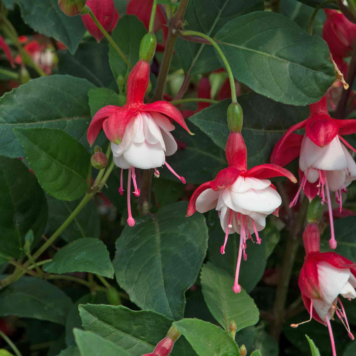 Fuchsia 'Snowcap'
