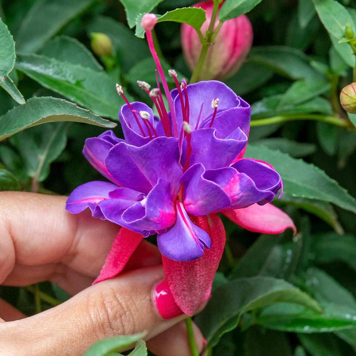 Fuchsia 'Winston Churchill'