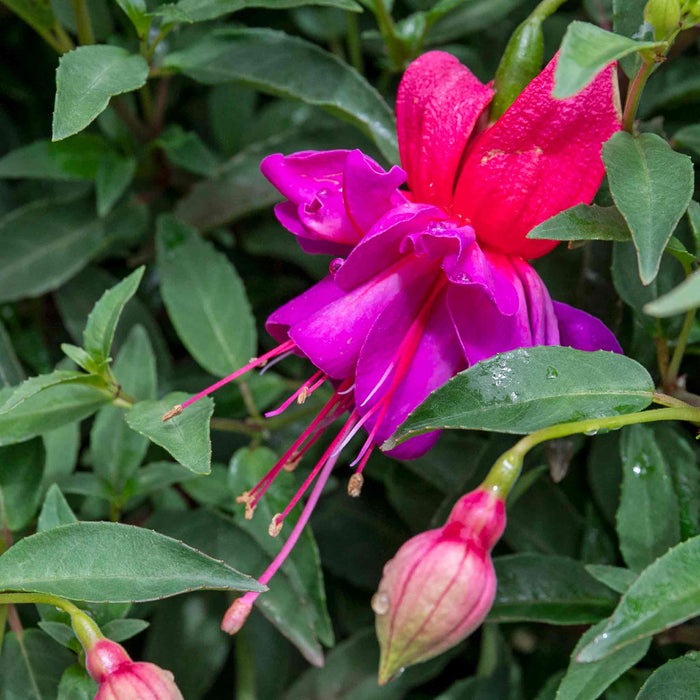 Fuchsia 'Winston Churchill'