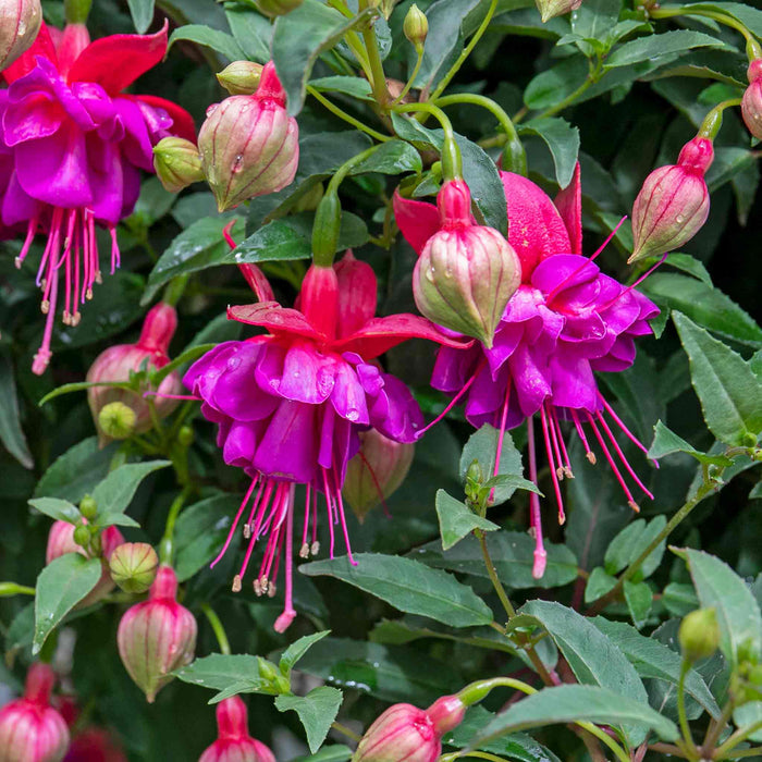Fuchsia 'Winston Churchill'