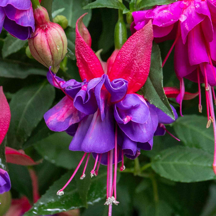 Fuchsia 'Winston Churchill'