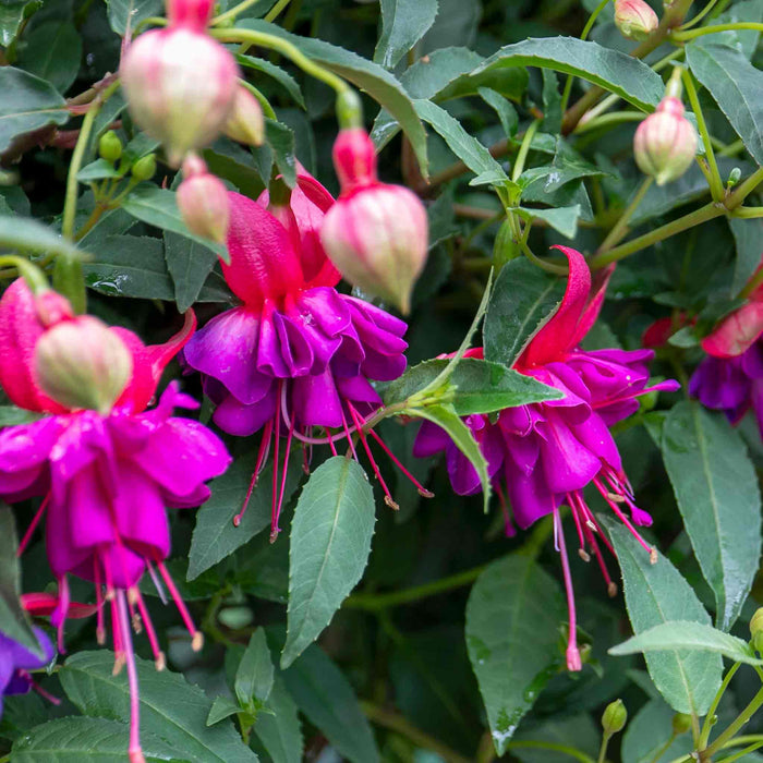 Fuchsia 'Winston Churchill'