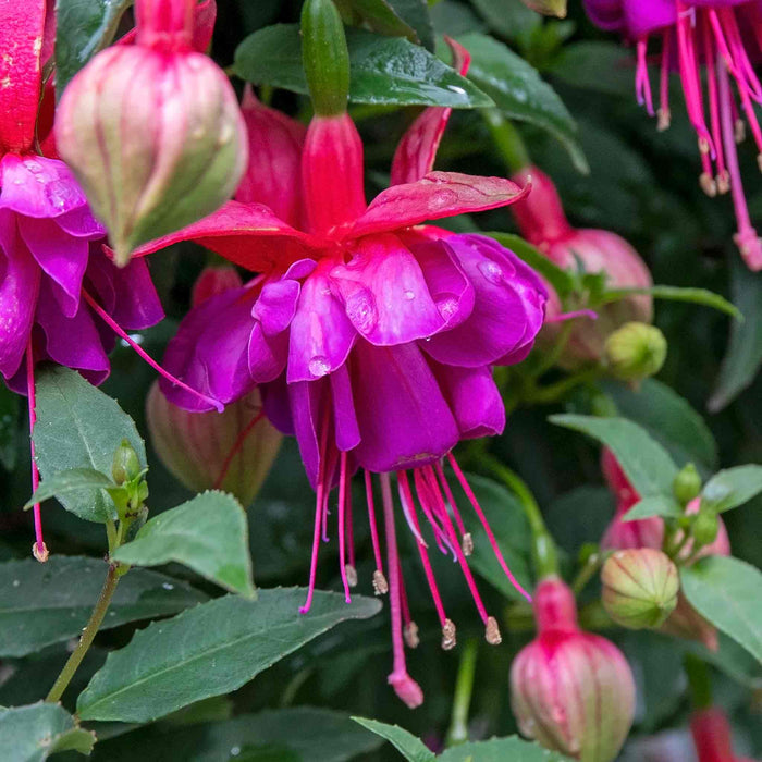 Fuchsia 'Winston Churchill'