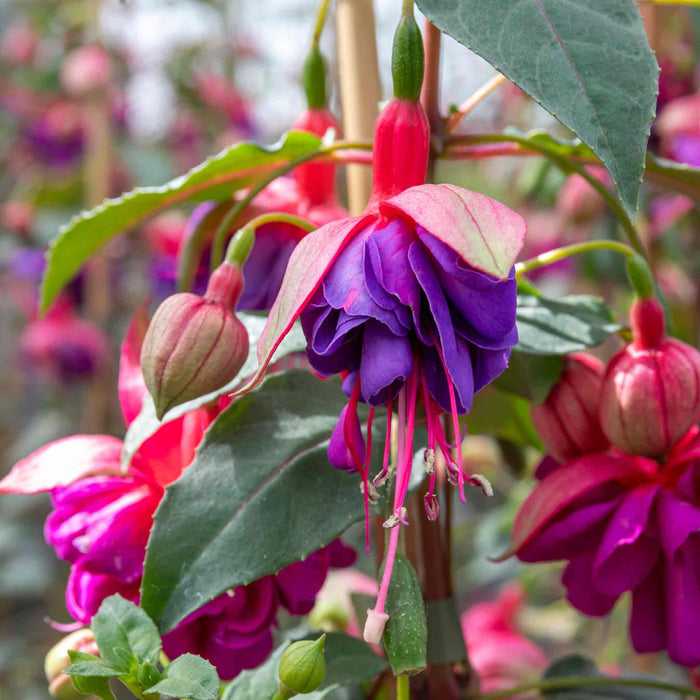 Fuchsia 'Winston Churchill'