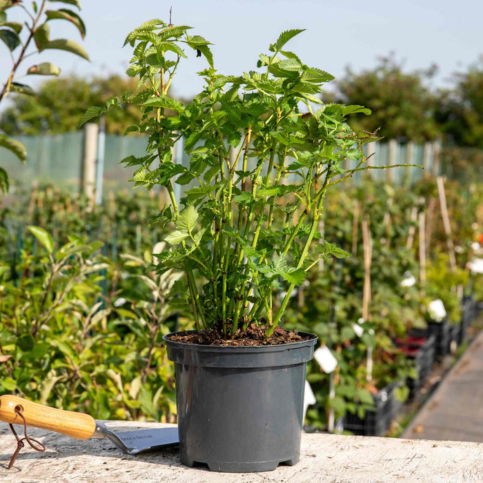 Funberry Plant