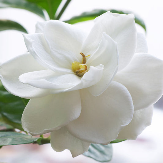 Gardenia Lily Fragrance Oil 197