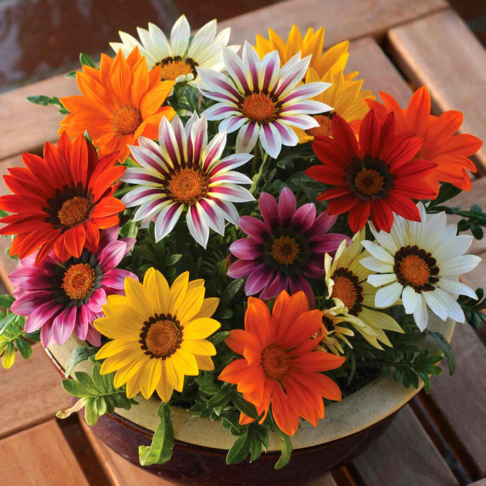 Gazania 'New Day Mix' F1