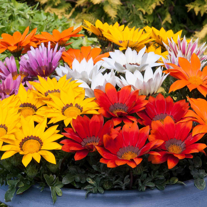 Gazania 'New Day Mix' F1