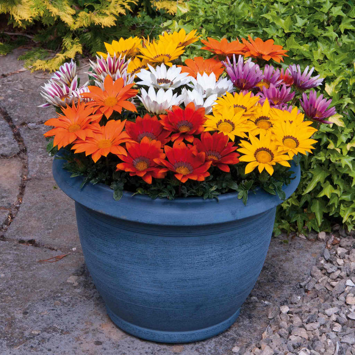Gazania 'New Day Mix' F1