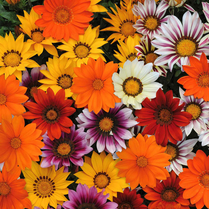 Gazania 'New Day Mix' F1