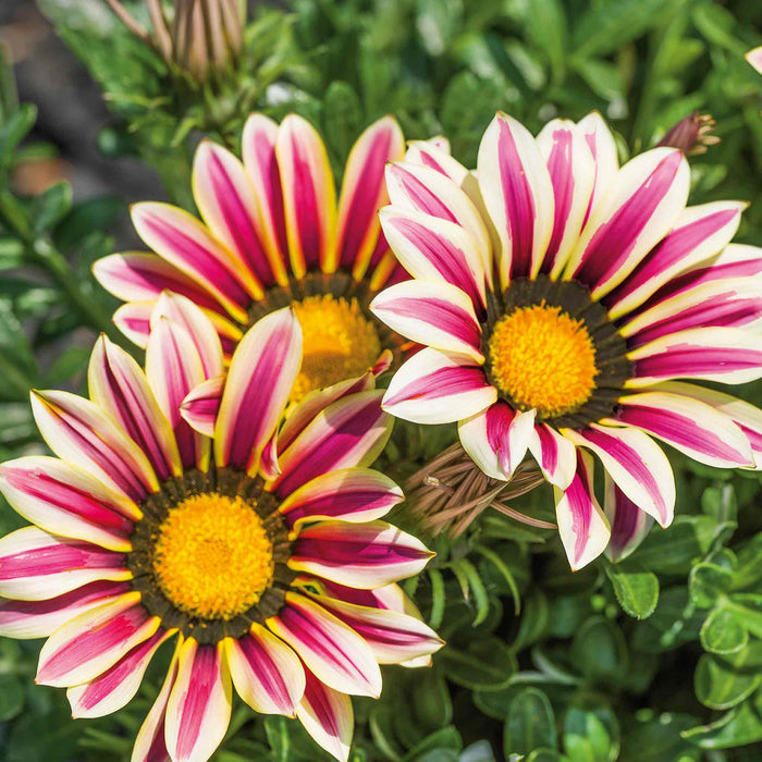 Gazania 'New Day Rose Strip'