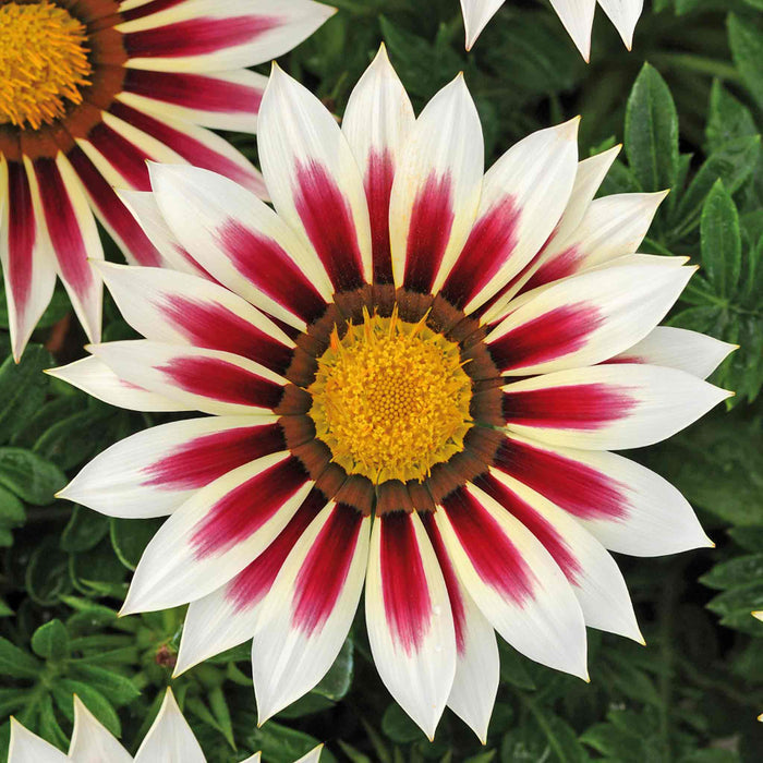 Gazania 'New Day Rose Strip'