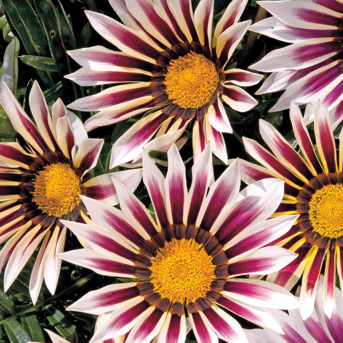 Gazania 'New Day Rose Strip'