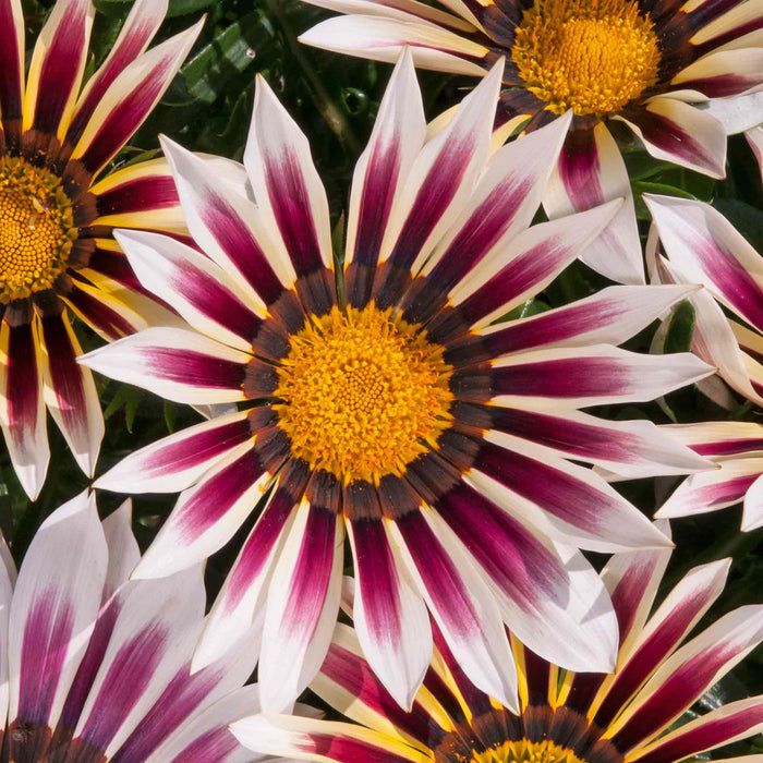 Gazania 'New Day Rose Strip'