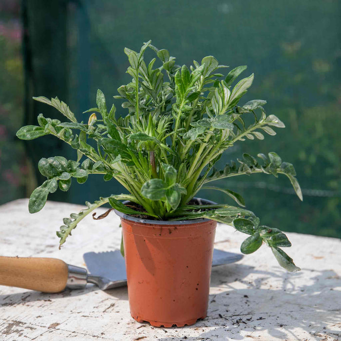 Gazania 'New Day Rose Strip'