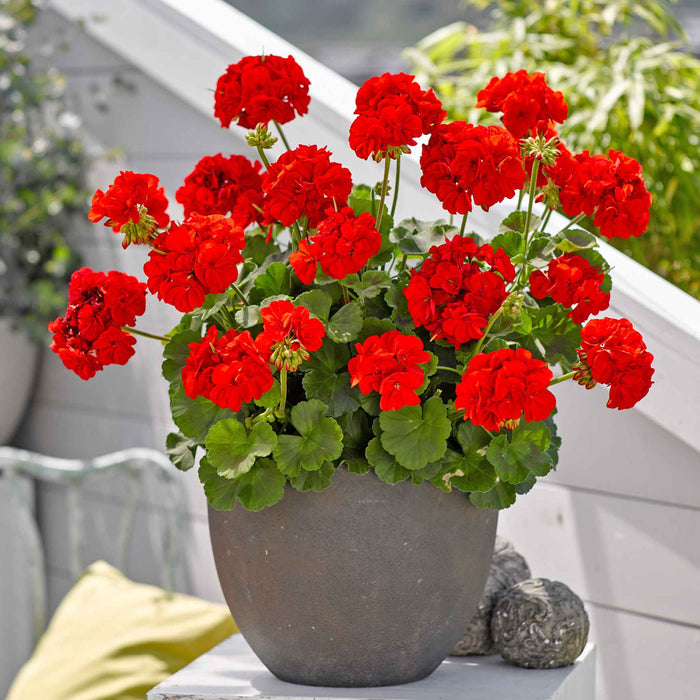 Geranium Plant 'Friesia Red' - 1 x 9cm Potted Plant