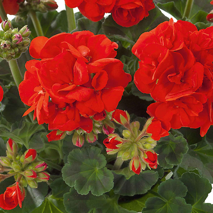 Geranium Plant 'Friesia Red' - 1 x 9cm Potted Plant