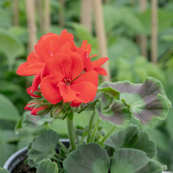 Geranium 'Friesia Red'