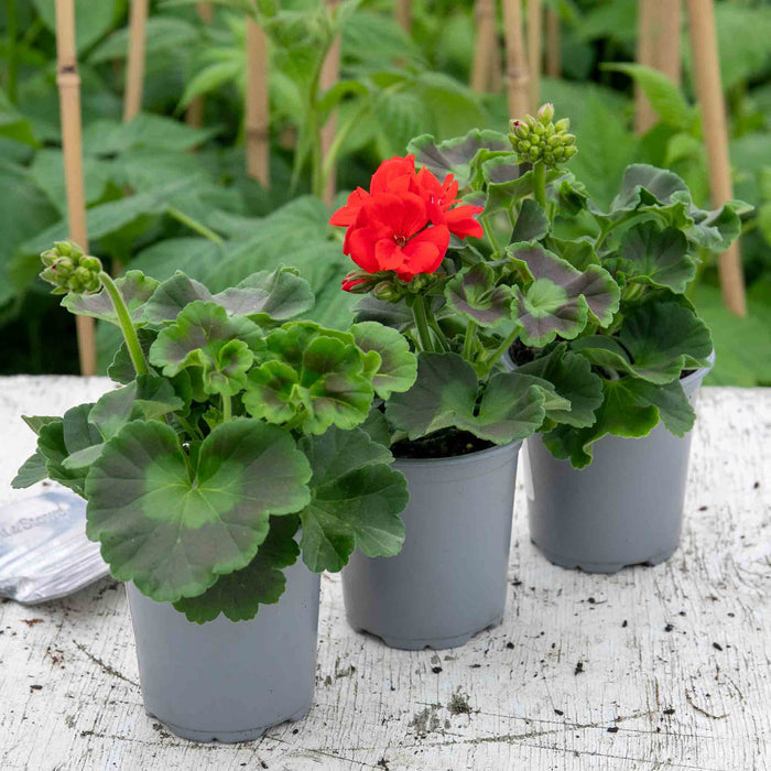 Geranium 'Friesia Red'