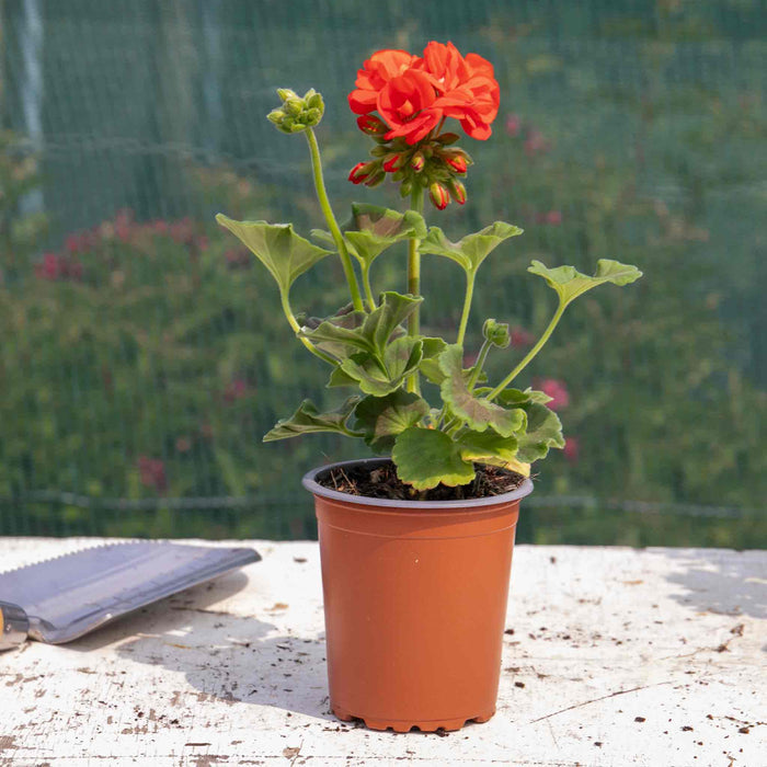 Geranium 'Friesia Red'