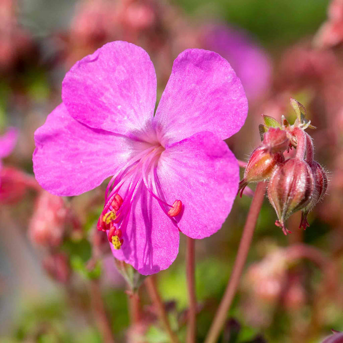 Geranium 'Intense'