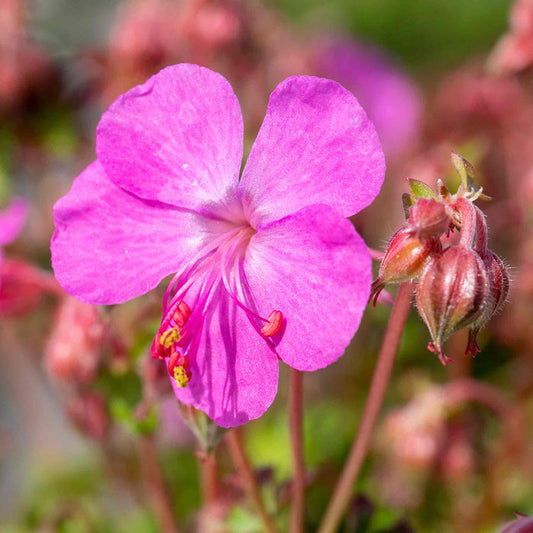 Geranium 'Intense'