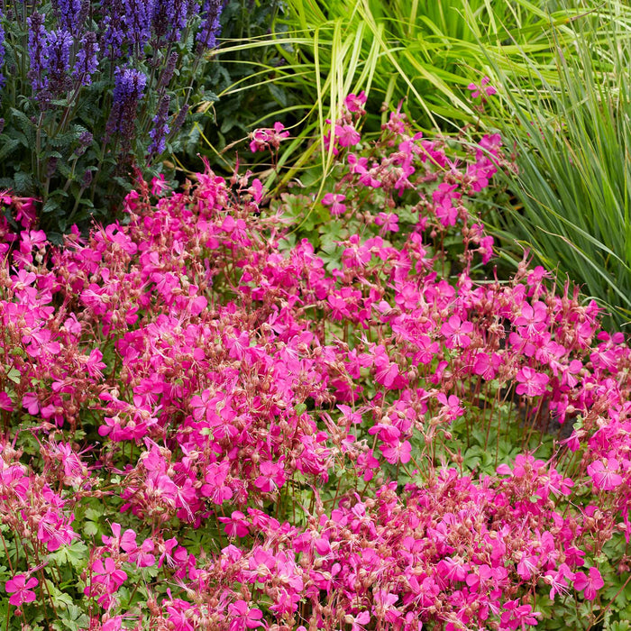 Geranium Plant 'Intense' - 1 x 9cm Potted Plant