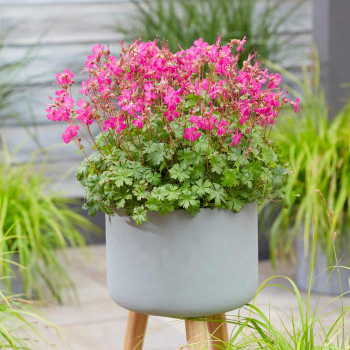 Geranium Plant 'Intense' - 1 x 9cm Potted Plant