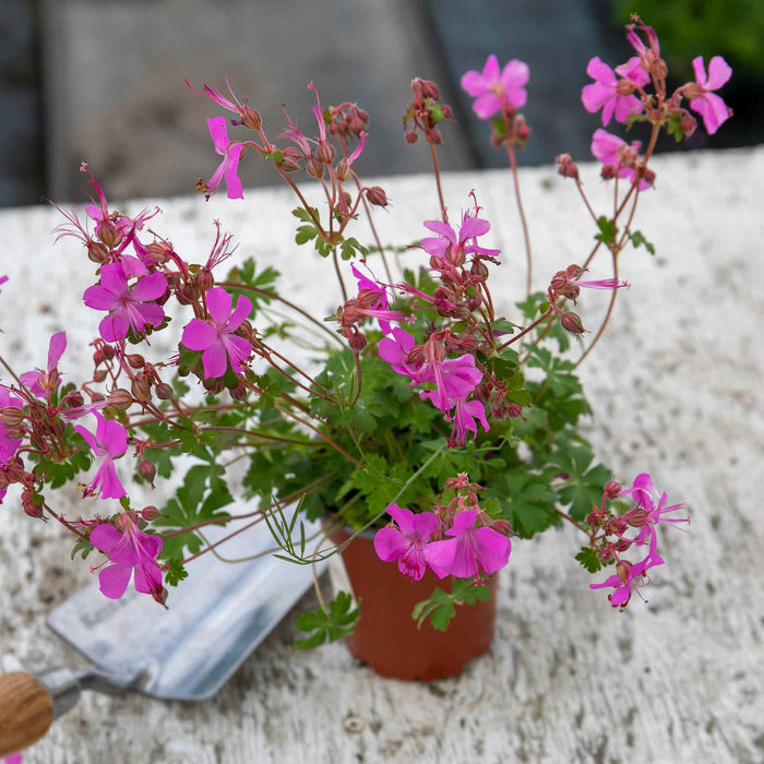 Geranium Plant 'Intense' - 1 x 9cm Potted Plant
