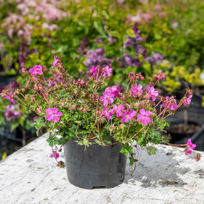Geranium Intense 2Ltr Plant Pot Shot