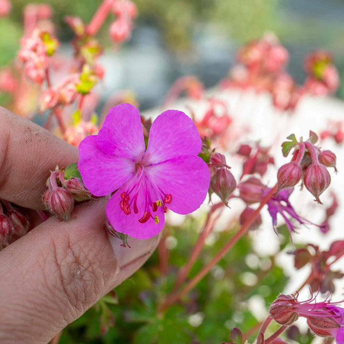 Geranium 'Intense'