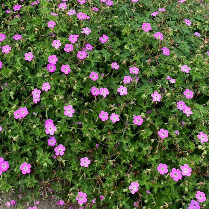 Geranium 'Kelly-Anne'