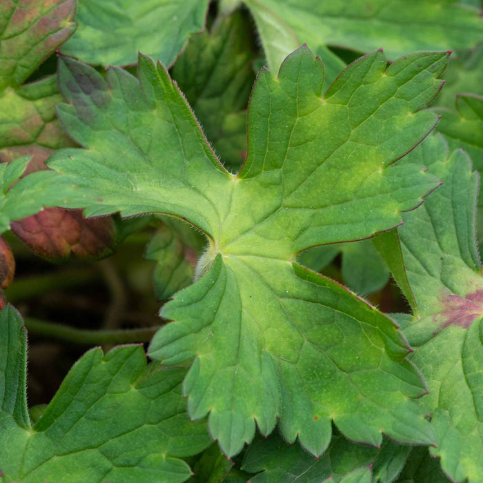Geranium 'Kelly-Anne'