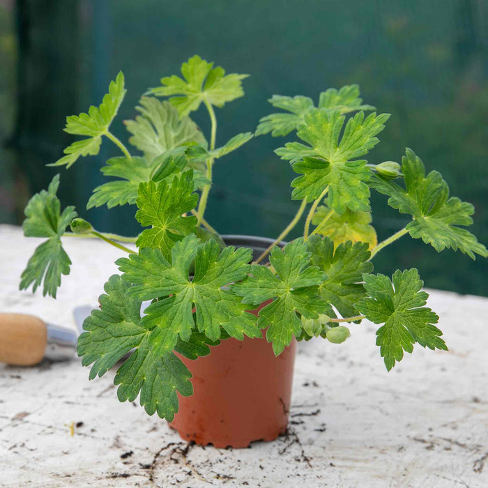 Geranium 'Kelly-Anne'