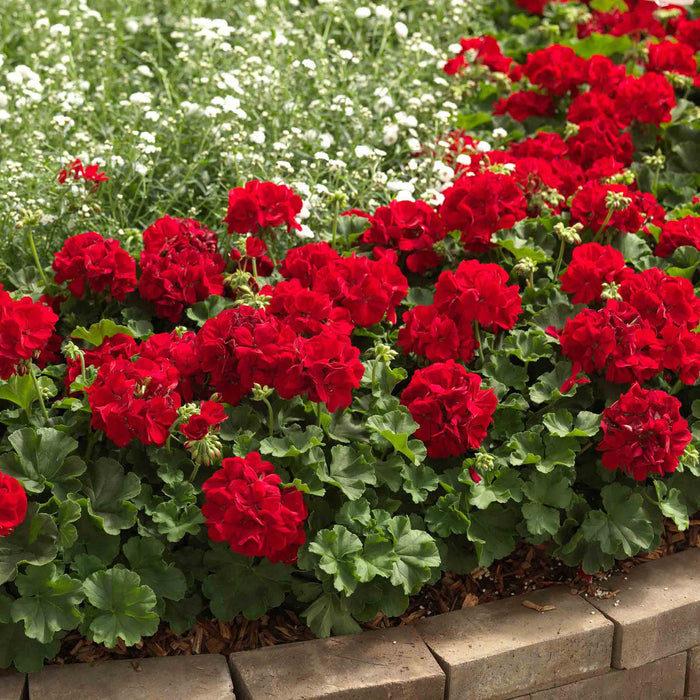 Geranium 'Summer Lovers Dark Red'
